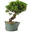 Juniperus chinensis Itoigawa, 25 cm, ± 20 jaar oud