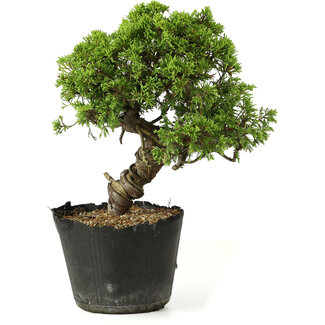 Juniperus chinensis Itoigawa, 27 cm, ± 20 años