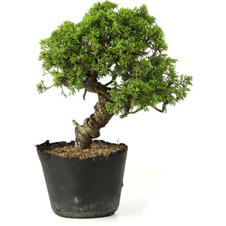 Juniperus chinensis Itoigawa, 27 cm, ± 20 jaar oud