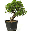 Juniperus chinensis Itoigawa, 27 cm, ± 20 anni