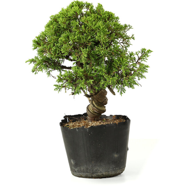Juniperus chinensis Itoigawa, 27 cm, ± 20 years old