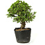 Juniperus chinensis Itoigawa, 27 cm, ± 20 jaar oud