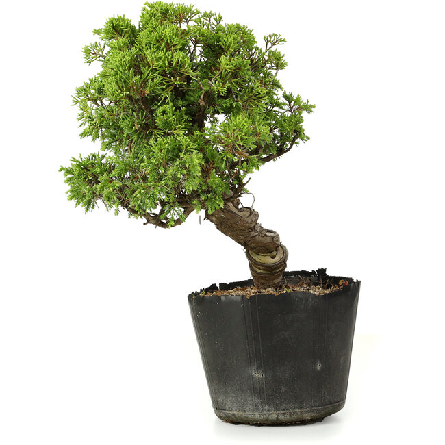 Juniperus chinensis Itoigawa, 27 cm, ± 20 años