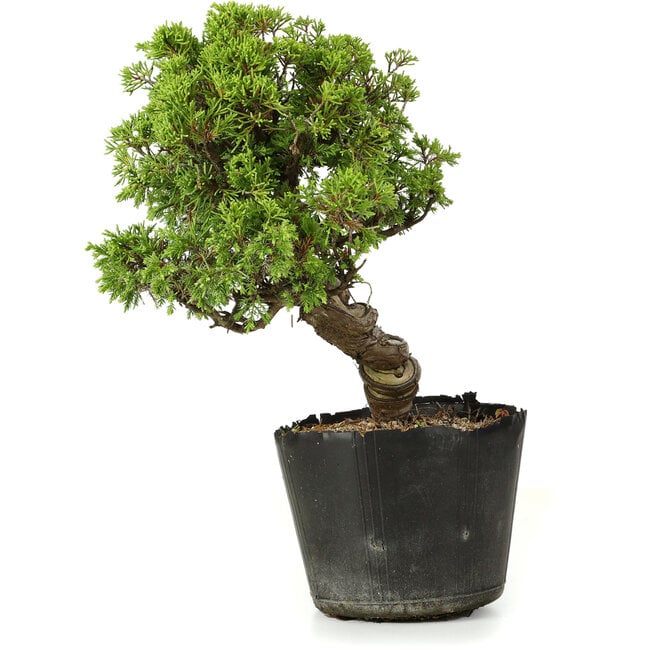 Juniperus chinensis Itoigawa, 27 cm, ± 20 ans