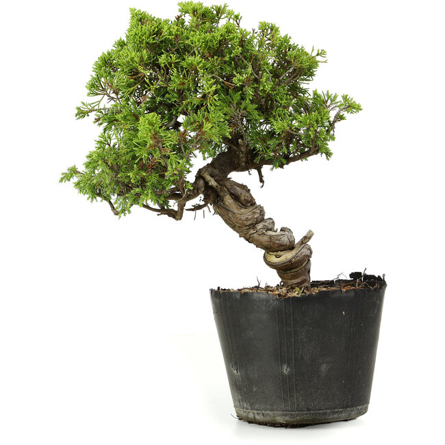 Juniperus chinensis Itoigawa, 27 cm, ± 20 ans