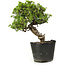 Juniperus chinensis Itoigawa, 27 cm, ± 20 anni