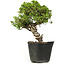 Juniperus chinensis Itoigawa, 27 cm, ± 20 anni