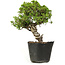 Juniperus chinensis Itoigawa, 27 cm, ± 20 years old