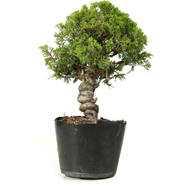 Juniperus chinensis Itoigawa, 27 cm, ± 20 anni
