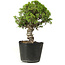 Juniperus chinensis Itoigawa, 27 cm, ± 20 jaar oud