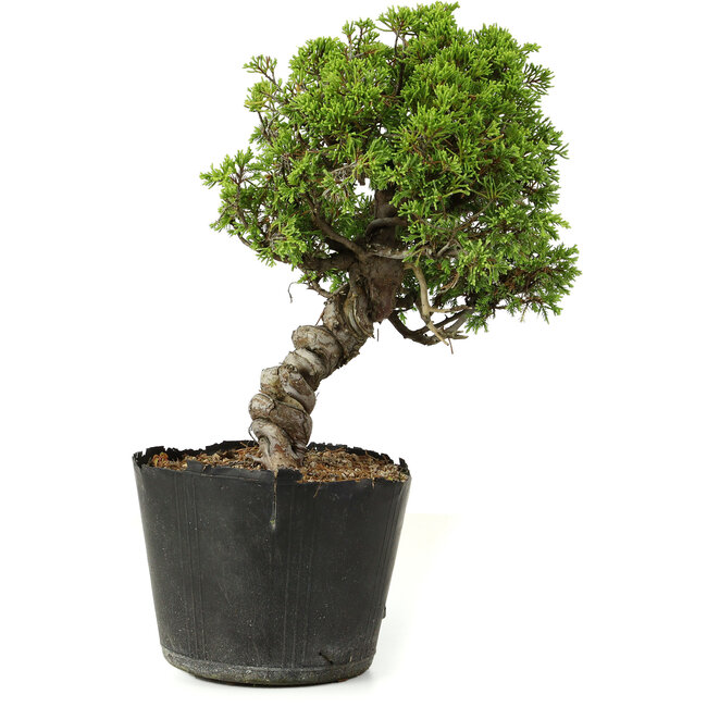 Juniperus chinensis Itoigawa, 27 cm, ± 20 anni