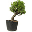 Juniperus chinensis Itoigawa, 27 cm, ± 20 jaar oud