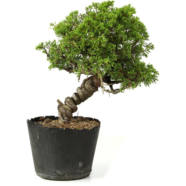 Juniperus chinensis Itoigawa, 27 cm, ± 20 años