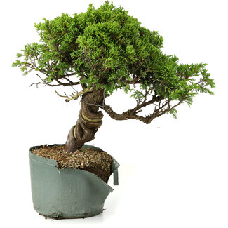 Juniperus chinensis Itoigawa, 26 cm, ± 20 anni