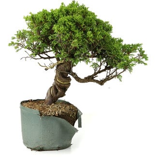 Juniperus chinensis Itoigawa, 26 cm, ± 20 years old