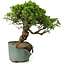 Juniperus chinensis Itoigawa, 26 cm, ± 20 jaar oud