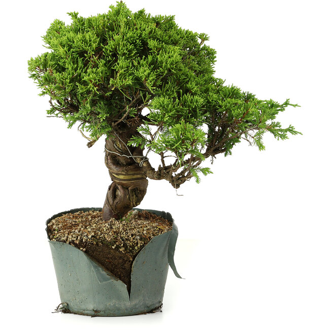 Juniperus chinensis Itoigawa, 26 cm, ± 20 years old