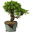 Juniperus chinensis Itoigawa, 26 cm, ± 20 anni