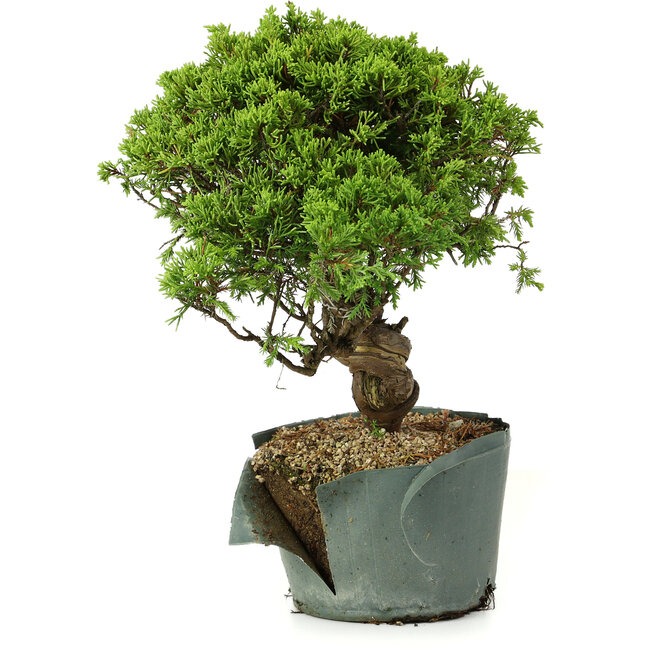 Juniperus chinensis Itoigawa, 26 cm, ± 20 Jahre alt