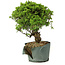 Juniperus chinensis Itoigawa, 26 cm, ± 20 jaar oud