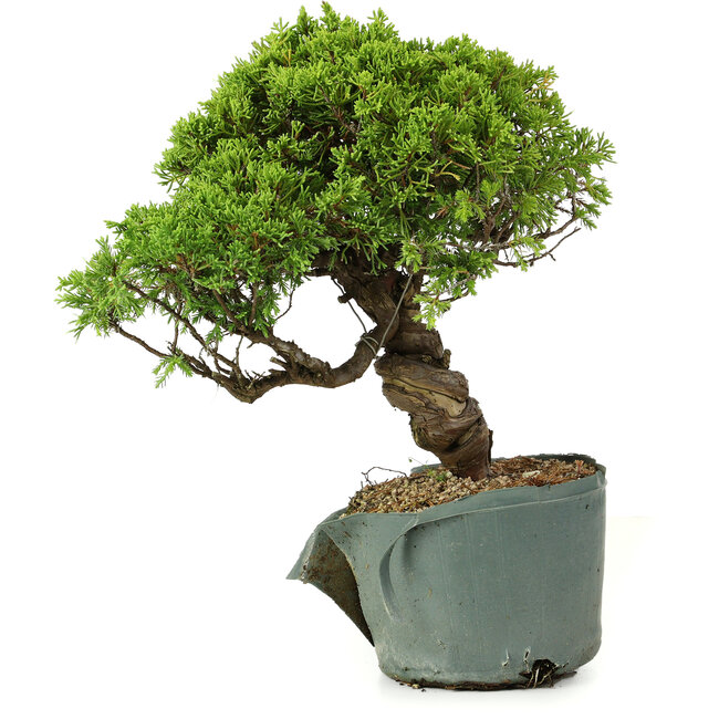 Juniperus chinensis Itoigawa, 26 cm, ± 20 ans
