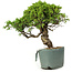 Juniperus chinensis Itoigawa, 26 cm, ± 20 ans