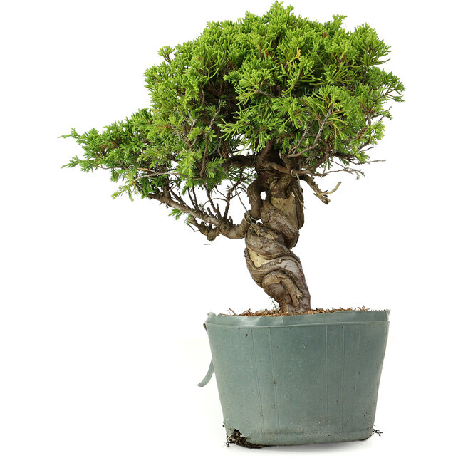 Juniperus chinensis Itoigawa, 26 cm, ± 20 ans