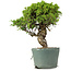 Juniperus chinensis Itoigawa, 26 cm, ± 20 Jahre alt