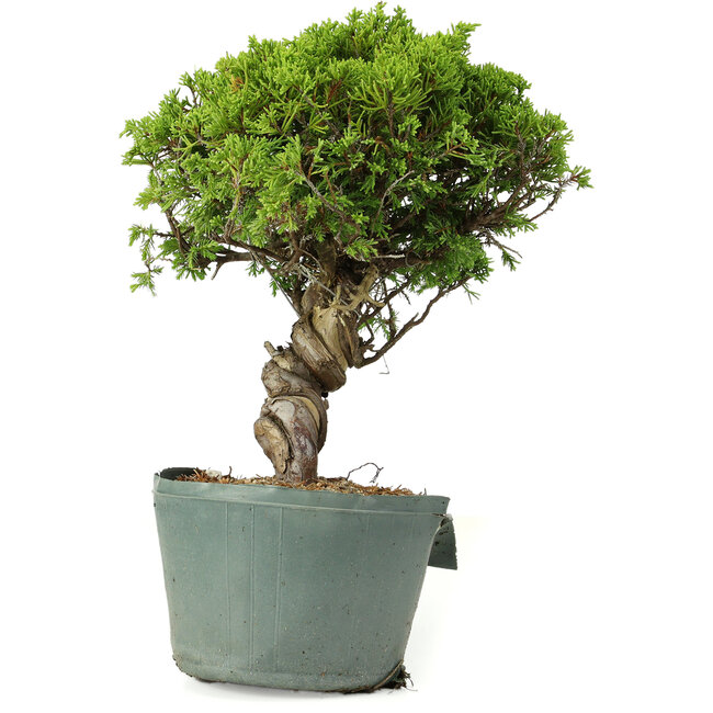Juniperus chinensis Itoigawa, 26 cm, ± 20 jaar oud