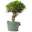 Juniperus chinensis Itoigawa, 26 cm, ± 20 Jahre alt