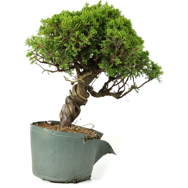 Juniperus chinensis Itoigawa, 26 cm, ± 20 ans
