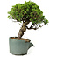 Juniperus chinensis Itoigawa, 26 cm, ± 20 anni