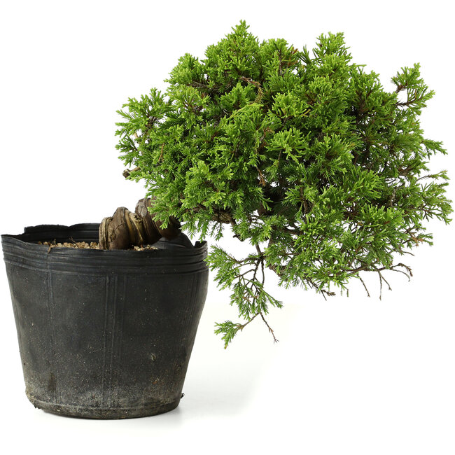 Juniperus chinensis Itoigawa, 21 cm, ± 20 Jahre alt