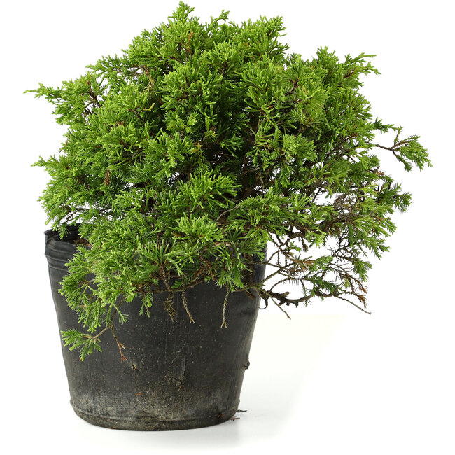 Juniperus chinensis Itoigawa, 21 cm, ± 20 anni