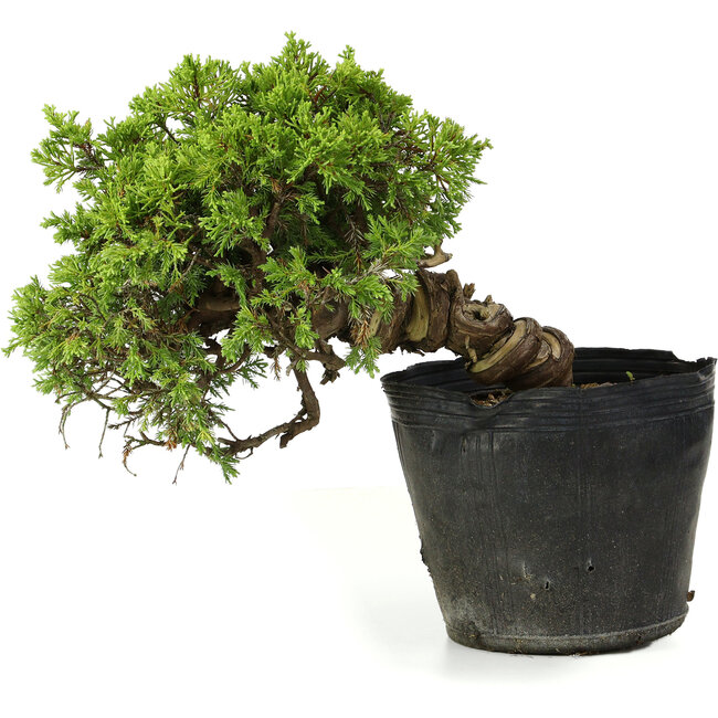 Juniperus chinensis Itoigawa, 21 cm, ± 20 jaar oud
