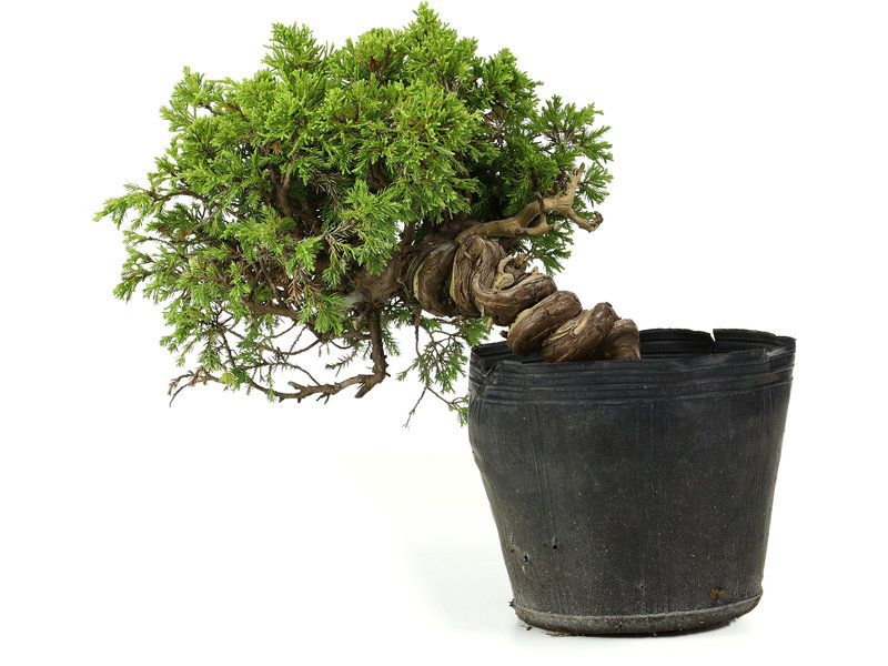 Juniperus chinensis Itoigawa, 21 cm, ± 20 jaar oud