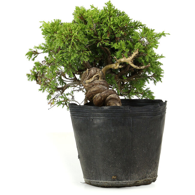 Juniperus chinensis Itoigawa, 21 cm, ± 20 jaar oud