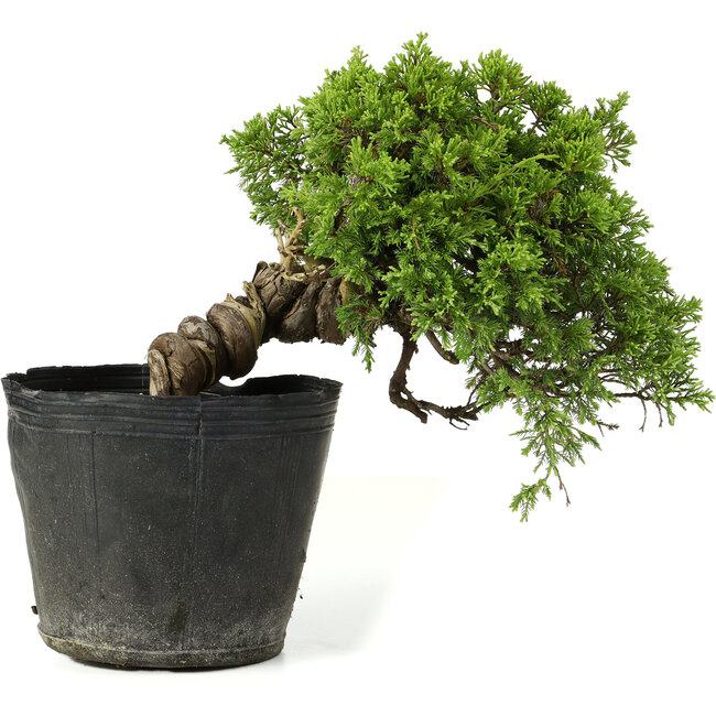Juniperus chinensis Itoigawa, 21 cm, ± 20 ans