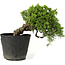 Juniperus chinensis Itoigawa, 21 cm, ± 20 Jahre alt