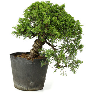 Juniperus chinensis Itoigawa, 23 cm, ± 20 años