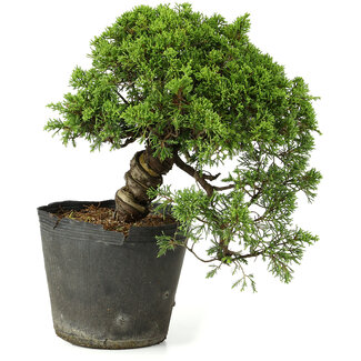 Juniperus chinensis Itoigawa, 23 cm, ± 20 years old