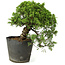 Juniperus chinensis Itoigawa, 23 cm, ± 20 anni