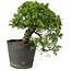 Juniperus chinensis Itoigawa, 23 cm, ± 20 Jahre alt