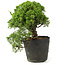 Juniperus chinensis Itoigawa, 23 cm, ± 20 anni