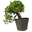 Juniperus chinensis Itoigawa, 23 cm, ± 20 anni