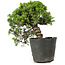 Juniperus chinensis Itoigawa, 23 cm, ± 20 jaar oud