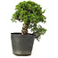 Juniperus chinensis Itoigawa, 23 cm, ± 20 jaar oud