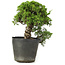 Juniperus chinensis Itoigawa, 23 cm, ± 20 Jahre alt