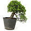 Juniperus chinensis Itoigawa, 23 cm, ± 20 jaar oud