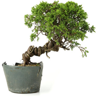 Juniperus chinensis Itoigawa, 25 cm, ± 20 anni